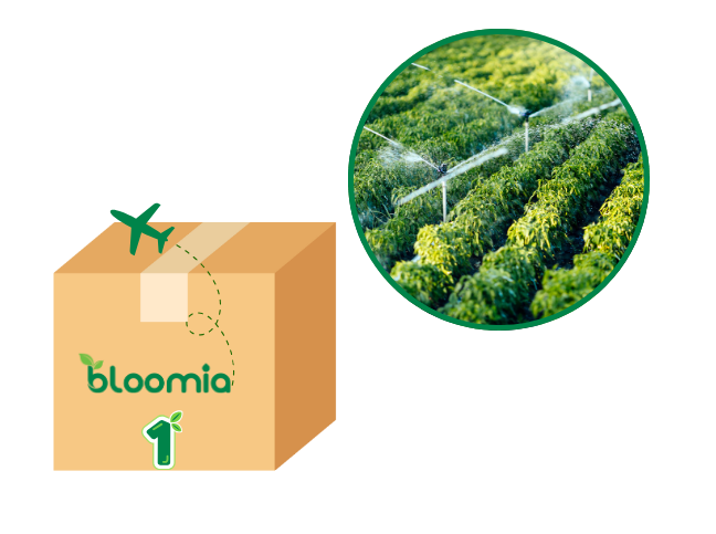 bloomia sứ mệnh và tầm nhìn